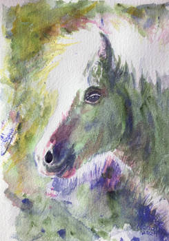 Beautiful colt