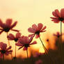WildCosmos 1