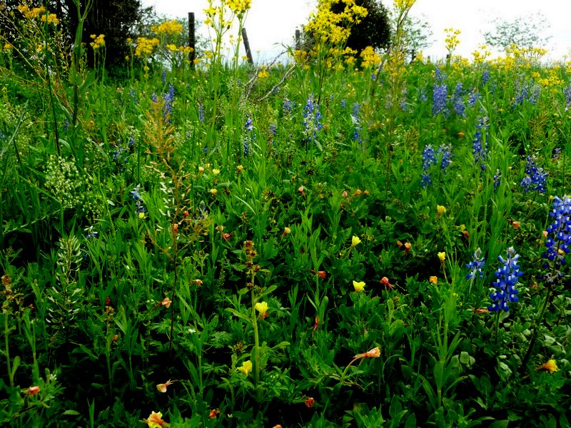 Texas Wildflowers