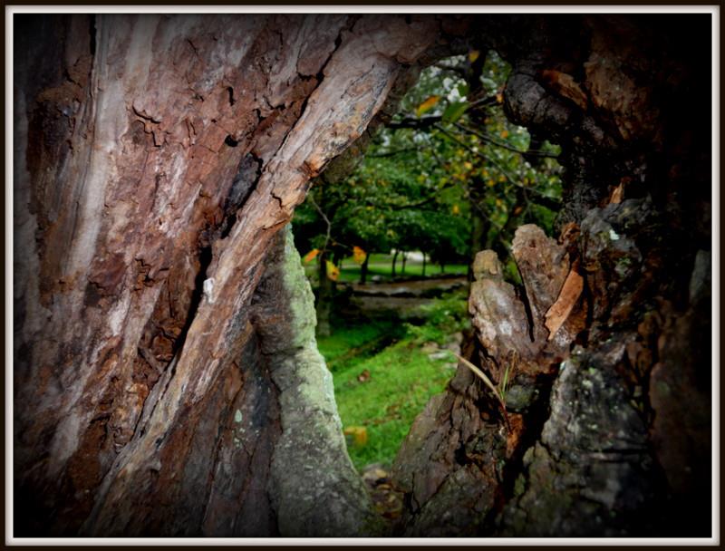 Korean Park Through a Cherry Tree