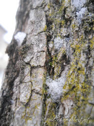 Winter tree bark