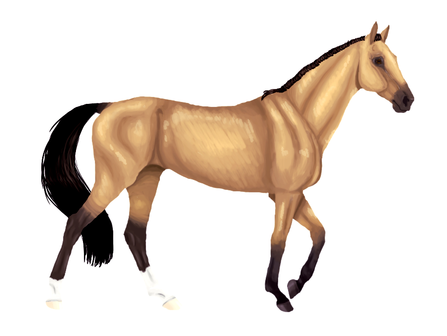 Akhal Teke - Horse Practice