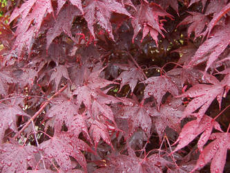 Red leaves in autumn