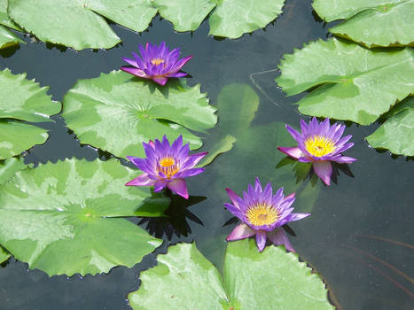 Friendly water-lilies