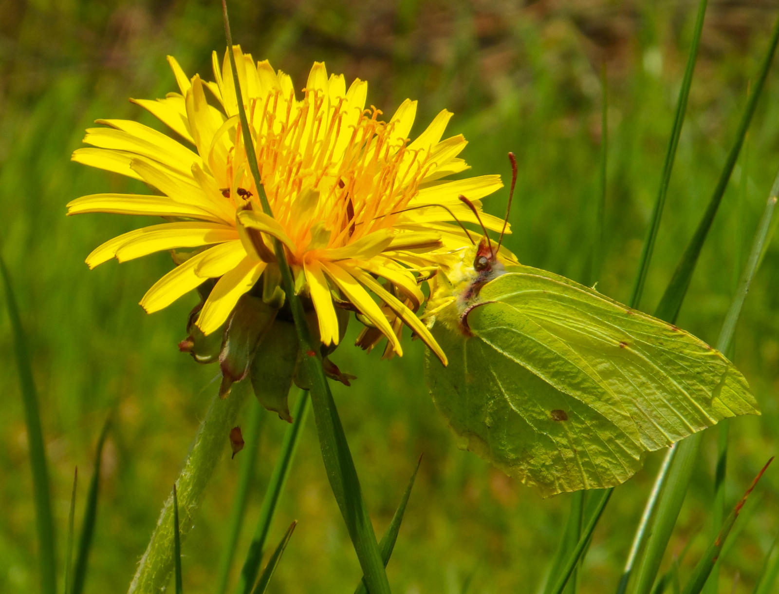 Common Brimstone on a Dandelion