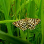 Chessboard moth