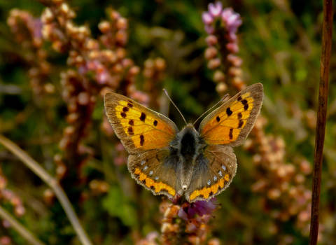 Veur Anske, the Small Copper