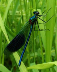 Hiding in the long grass