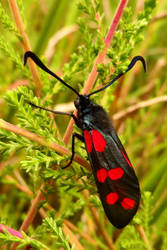 The 6 spot Burnet