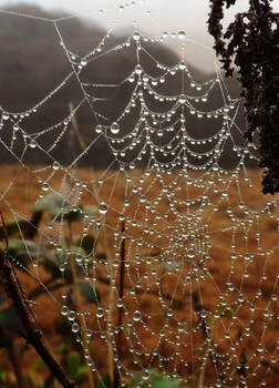 Foggy spiderweb