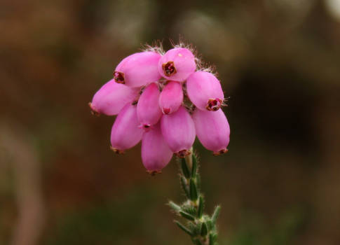 The heath closer close up