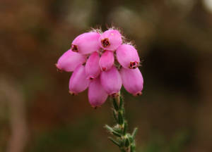 The heath closer close up