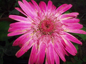 Gerbera Daisy