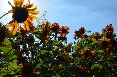 Sunflower Maze (2)