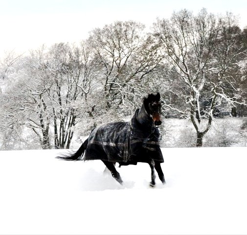 Buster In The Snow