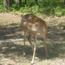 Deer 2