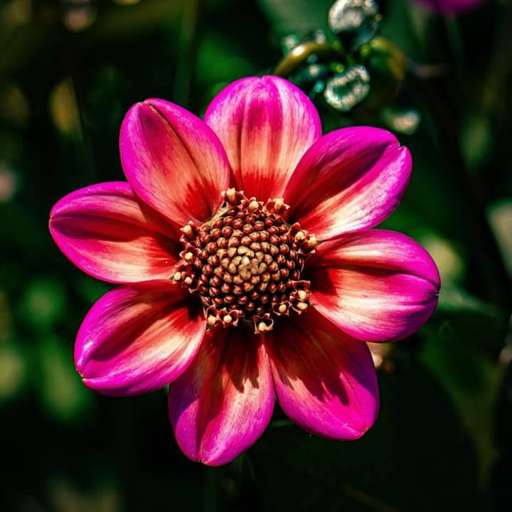 Pink Deviantart Pink by revelin1661 on DeviantArt