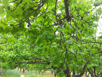 Apricot Orchard