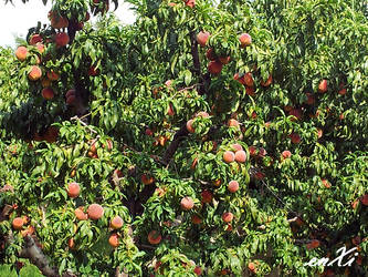 Swat Peaches - Pakistan