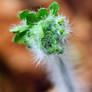 Hairy Plant