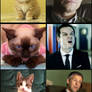 The Cats of BBC Sherlock