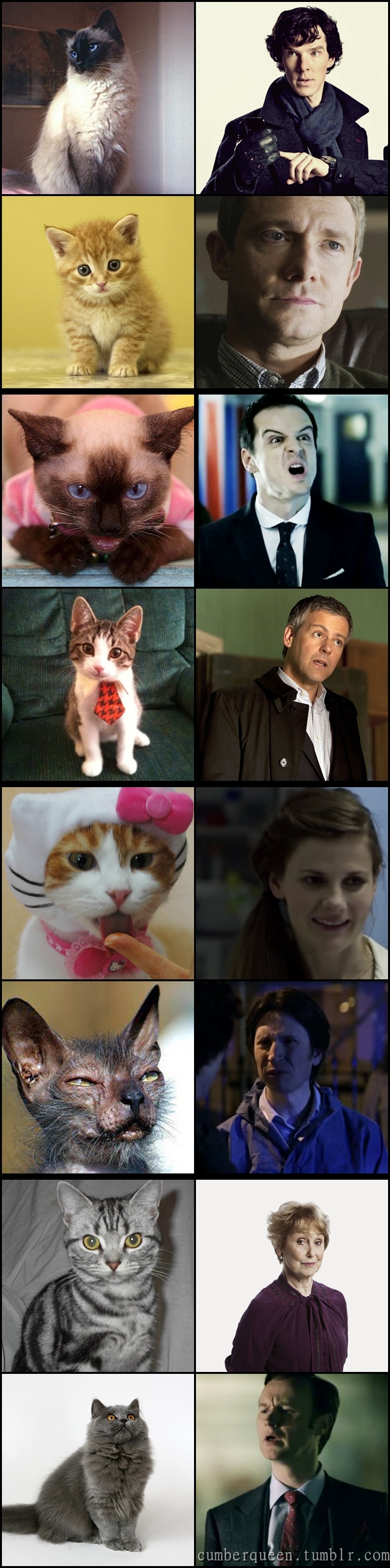 The Cats of BBC Sherlock