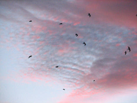 Sky and birds