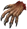 Werewolf claw