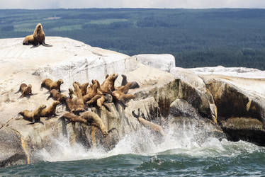 Seal Launch