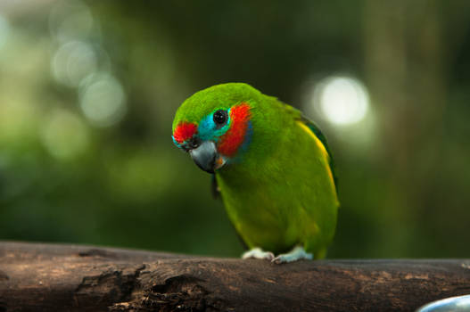 Fig Parrot