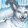 ACEO_Cloudstar-wolf