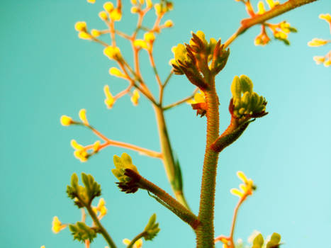 Kangaroo Paws