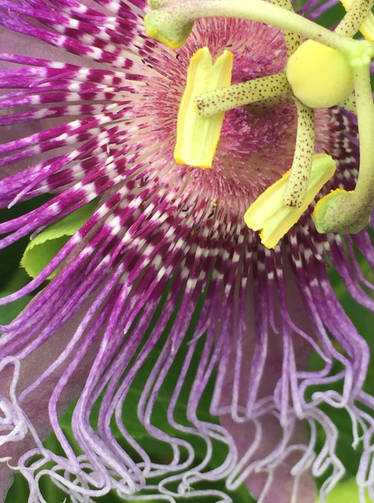 Passion Flower