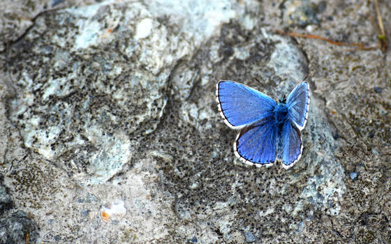 Frozen Butterfly...