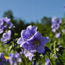 Field of blue