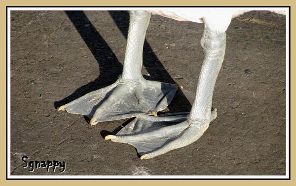 Webbed Foot Rabbit Webbed feet by Sgnappy on DeviantArt
