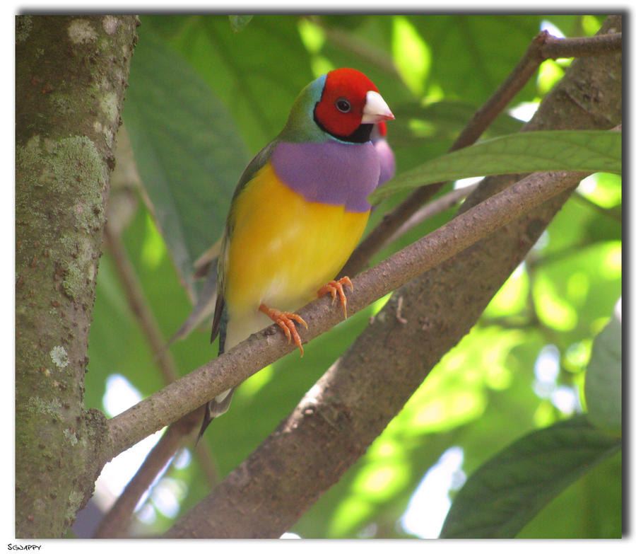 Lady Gouldian Finch