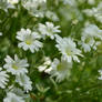 Little White Blossoms