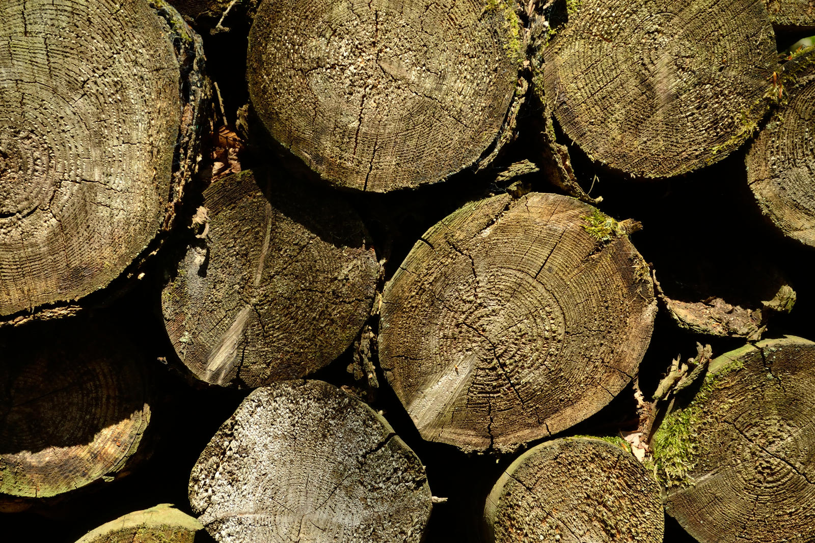 [STOCK] Pile of Logs