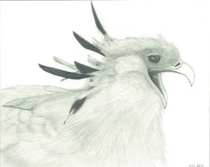 The Secretary Bird