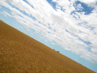 Golden Field