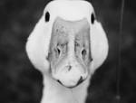 goose by Robynnx