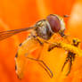 A hoverfly