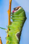 Puss moth caterpillar