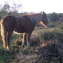 New Forest Pony