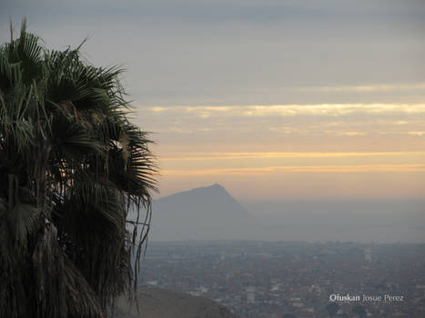 Palm tree in the City