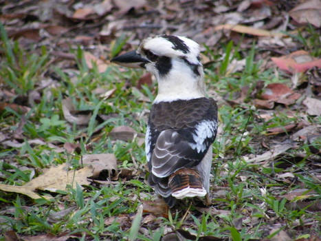 kookaburra