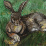 Resting Hare