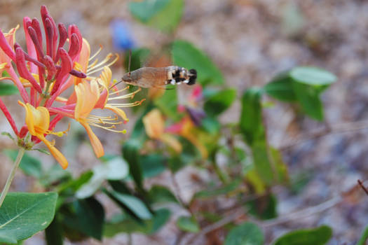 Macroglossum stellatarum