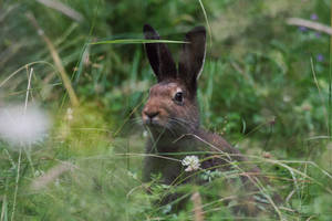 hello rabbit